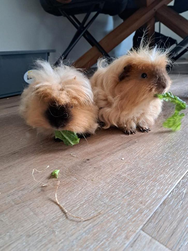 2 lieve cavia's, Dieren en Toebehoren, Knaagdieren, Mannelijk, Cavia, Oktober