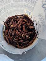 Verse viswormen voor de visserij, Ophalen of Verzenden, Nieuw, Overige typen