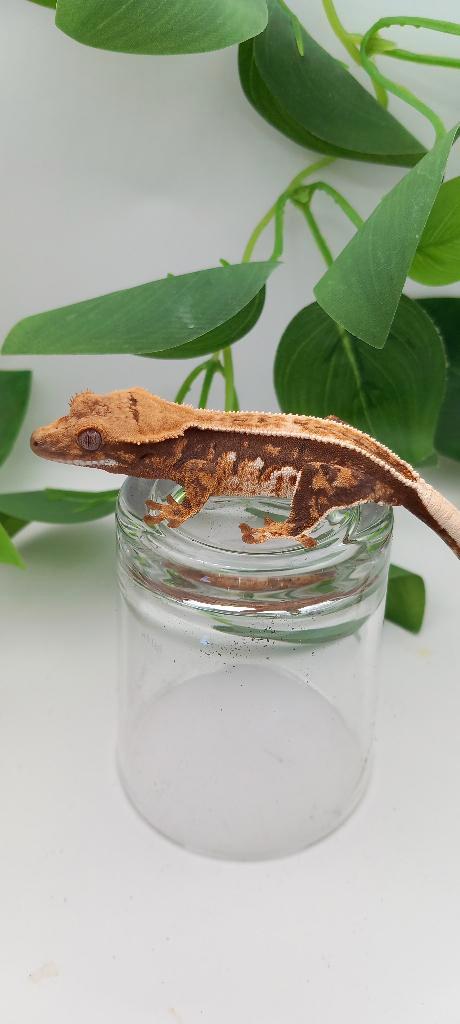 Poss 0.1 Tricolor Emptyback wimpergekko (vrouw)