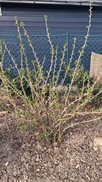 Jostabes bessenstruik moestuin, Overige soorten, Lente, Minder dan 100 cm, Ophalen