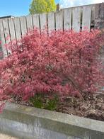 Gratis Japanse esdoorn (Acer palmatum) af te halen!, Overige soorten, Vaste plant, Ophalen of Verzenden, Bloeit niet