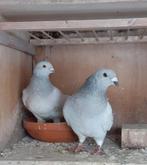 Kleurpostduiven, Dieren en Toebehoren, Vogels | Duiven, Meerdere dieren, Overige soorten