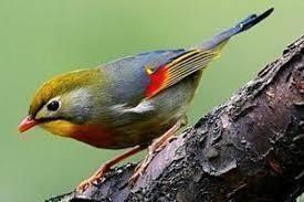 Te koop Japanse nachtegalen [Poppen 2025 ], Dieren en Toebehoren, Vogels | Overige Vogels, Meerdere dieren