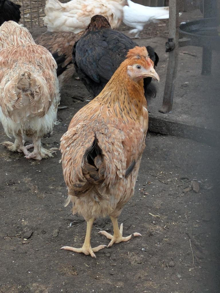 Cream legbar hennen, Dieren en Toebehoren, Vrouwelijk, Kip