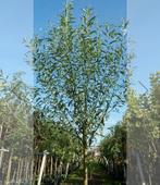 Gezocht wilgentakken, Volle zon, Bloeit niet, Minder dan 100 cm, Overige soorten