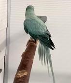 Halsbandparkiet Opaline Turquoise split Bleekstaart pop 2025, Dieren en Toebehoren, Vogels | Parkieten en Papegaaien, Vrouwelijk
