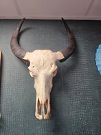 Echte buffelschedel voor aan de muur - Uniek decoratiestuk, Verzamelen, Dierenverzamelingen, Ophalen, Gebruikt, Boerderijdier