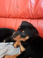 Te koop jacktussel jacht terriër  mannetje., Dieren en Toebehoren, 15 weken tot 1 jaar, CDV (hondenziekte), Eén hond, Nederland