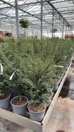 Taxus, Ophalen, Bloeit niet, Overige soorten, Volle zon