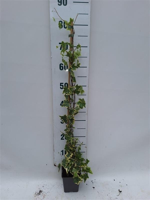 Hedera helix Goldchil gestokt 80/100cm potmaat P13, Ophalen, Vaste plant, Bloeit niet, Halfschaduw