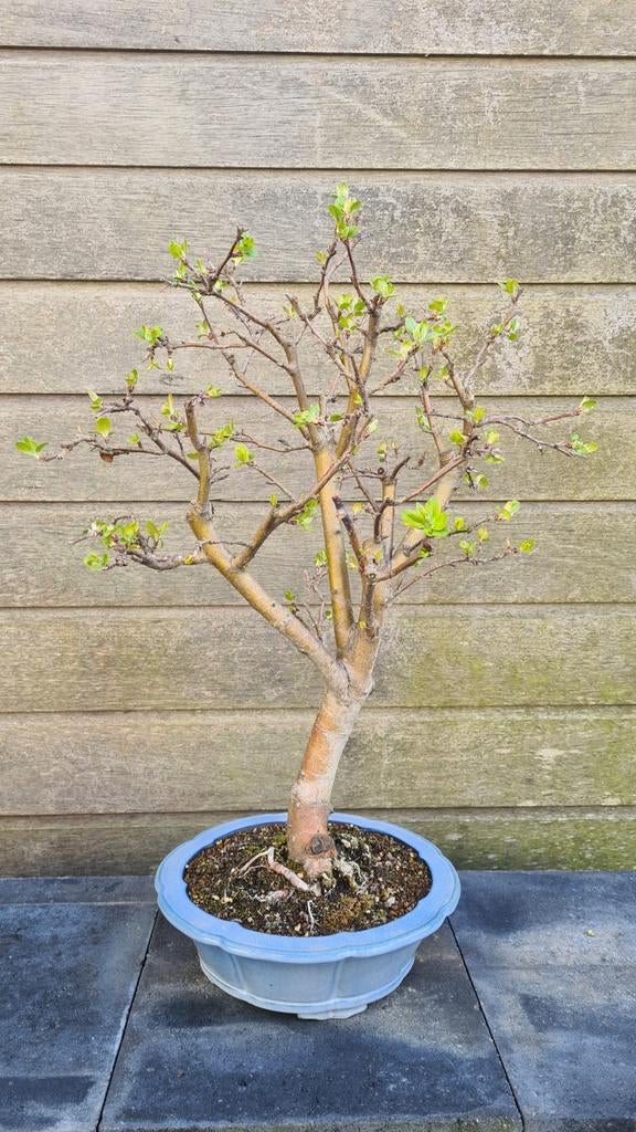 Malus Halliana pre-bonsai, Volle zon, Vaste plant, Lente, Ophalen