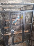 Parkieten met kooi, Dieren en Toebehoren, Ophalen of Verzenden, Nieuw, Metaal, Vogelkooi