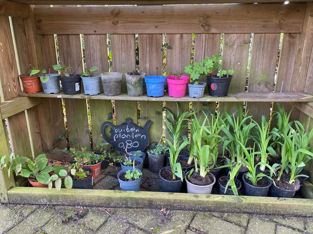 Lelies en andere buiten planten, Halfschaduw, Minder dan 100 cm, Zomer, Overige soorten