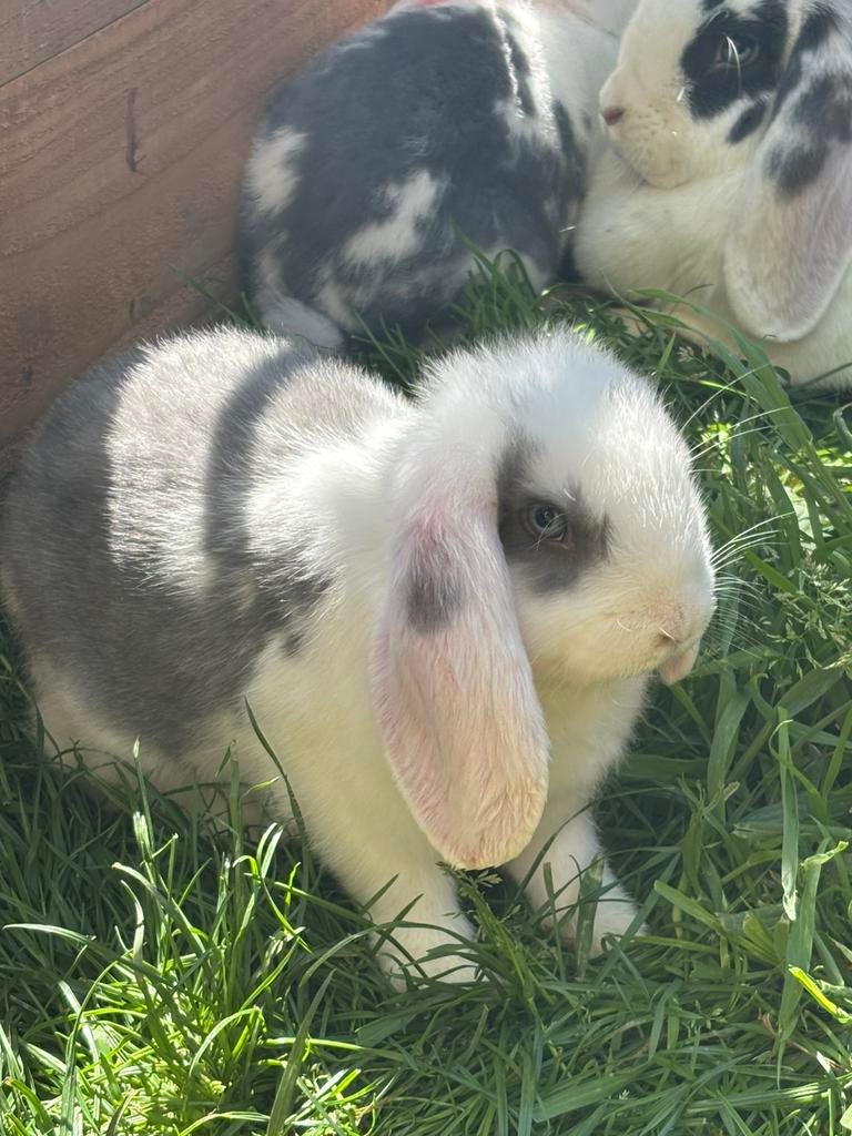 Nog 2 Super Knappe Raszuivere Franse Hangoor Baby's, Meerdere dieren, Groot, Hangoor, 0 tot 2 jaar
