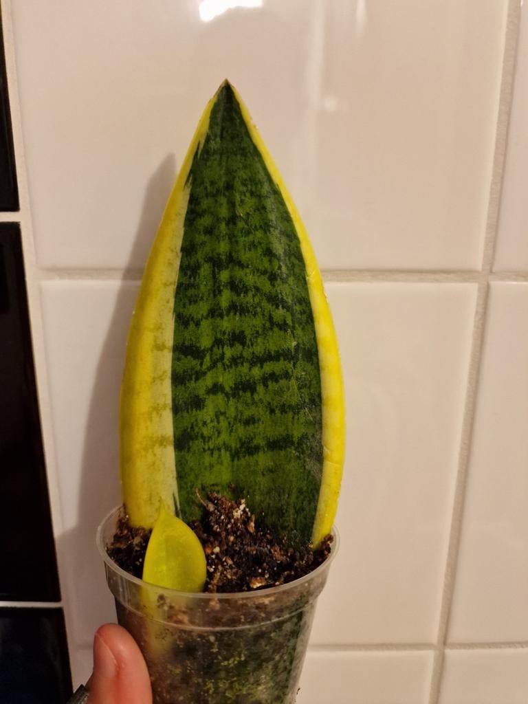 Sanseveria stekje - 1 stekjes beschikbaar, Ophalen, Overige soorten, Volle zon