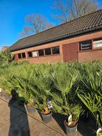 Palmbomen €30 2 voor €55  super palmbomen, Tuin en Terras, Planten | Tuinplanten, Ophalen, Overige soorten, Volle zon