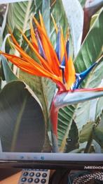 Strelitzia reginae of Paradijsvogel bloem, Huis en Inrichting, Kamerplanten, Ophalen, Overige soorten, Halfschaduw, In pot