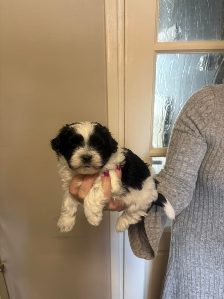 Prachtige boomer pups, Dieren en Toebehoren, Honden | Chihuahua's en Gezelschapshonden, Parvo, 8 tot 15 weken, Meerdere, Nederland