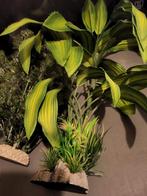 Kunstplanten voor in het aquarium, Dieren en Toebehoren, Vissen | Aquaria en Toebehoren, Ophalen, Plant(en), Steen of Hout