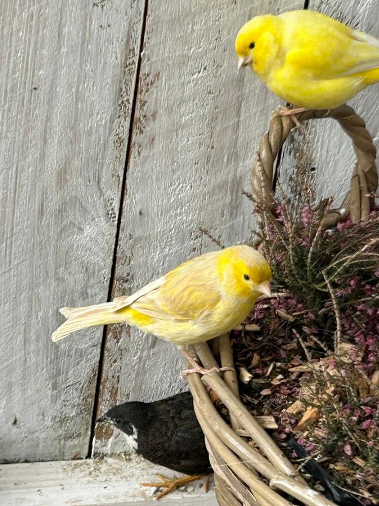 Pastel geel schimmel kanarie man 2025, Dieren en Toebehoren, Mannelijk, Kleurkanarie