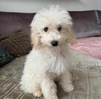 Raszuivere toy poedel pup reutje, Poedel, 8 tot 15 weken, Teef, Meerdere