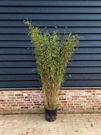 Fargesia nitida 'Black Pearl' ☘️  niet woekerende bamboe, Tuin en Terras, Ophalen, Bloeit niet, Halfschaduw, Overige soorten