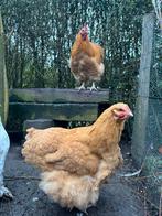 Grote Orpington haan evt. met hen, Dieren en Toebehoren, Pluimvee, Mannelijk, Kip