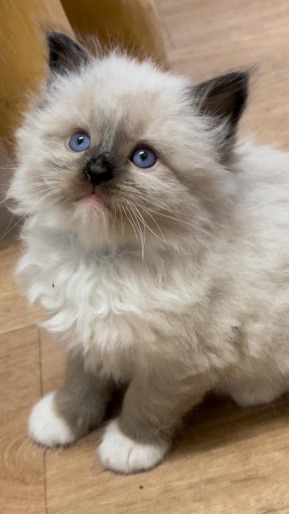 Ragdoll kittens met stamboom – Seal, Mink en Lilac, Meerdere dieren, Met stamboom, 0 tot 2 jaar