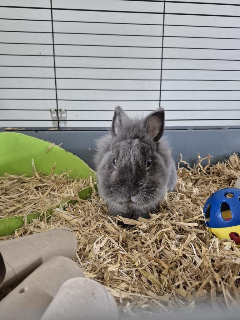 Konijn gratis, Dieren en Toebehoren, Konijnen, Mannelijk