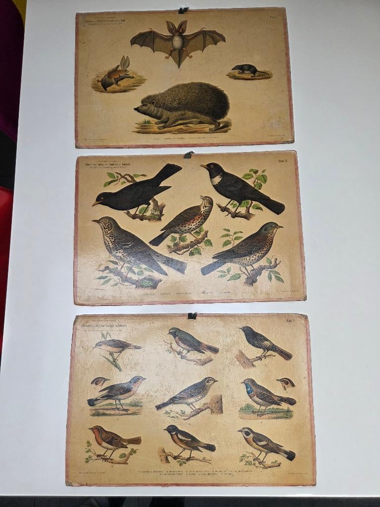 Oude schoolplaten dieren, Ophalen of Verzenden, Natuur en Biologie