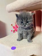 Britse korthaar kitten, Poes