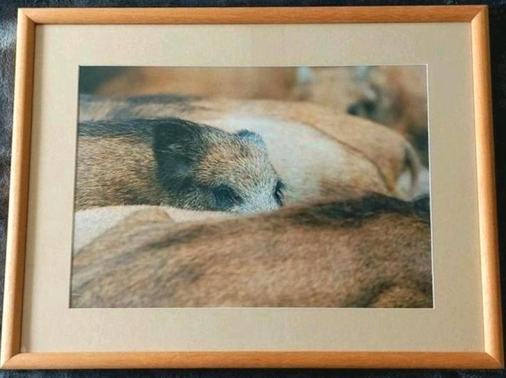 Wilde Zwijntjes (foto) .. in Barth wissellijst van 40x50 cm., Antiek en Kunst, Kunst | Tekeningen en Foto's, Ophalen of Verzenden