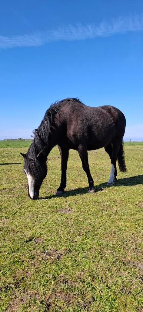 Weidemaatje en wandelpony, Merrie, Niet van toepassing, 11 jaar of ouder