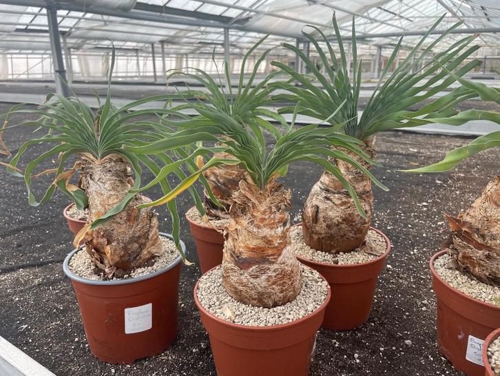 Caudex Boophane Haemanthoides in de 17 cm pot, Huis en Inrichting, Kamerplanten, Overige soorten, Minder dan 100 cm, Bloeiende kamerplant