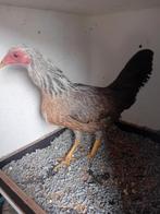Twentse hoen, Dieren en Toebehoren, Pluimvee, Vrouwelijk, Kip