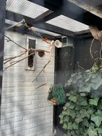 Kapoets sijs m/v 2025, Meerdere dieren