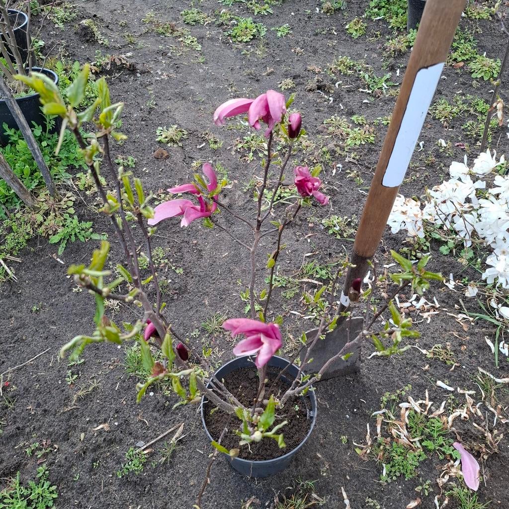 Magnolia Susan en andere planten, Tuin en Terras, Planten | Tuinplanten, Ophalen