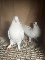 Takla ırak musul kerkük, Dieren en Toebehoren