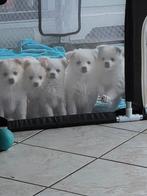 Keeshond  2x reu 2x teefjes, Keeshond, 8 tot 15 weken, Parvo, Meerdere