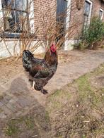 2 brahma hanen, Dieren en Toebehoren, Mannelijk, Kip