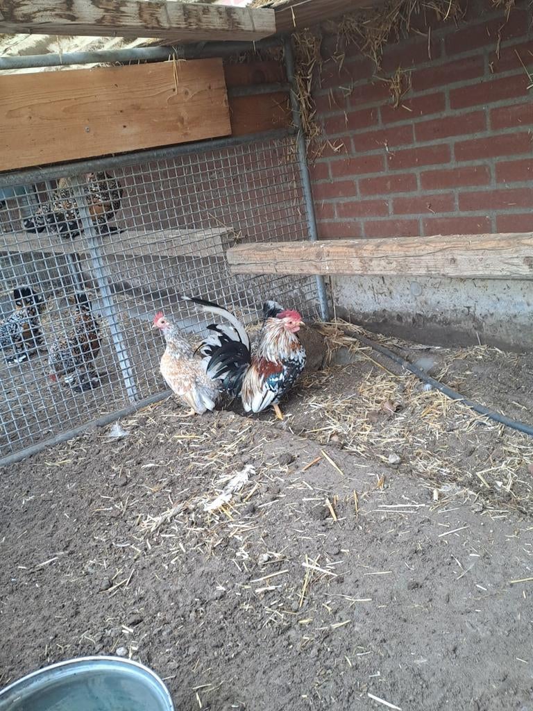 Serama kriel broedeieren krul, Geslacht onbekend, Kip