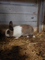 2 prachtige konijnen (rammelaars), Dieren en Toebehoren, Konijnen, Mannelijk, 0 tot 2 jaar