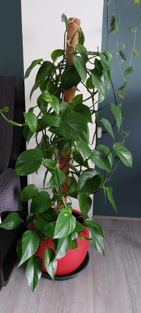 Philodendron, Huis en Inrichting, Kamerplanten, Minder dan 100 cm, Halfschaduw, Ophalen