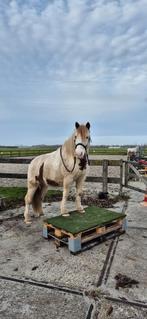 GEZOCHT deels verharde paddock/ uitloop stal pony met CPL, Dieren en Toebehoren, Stalling en Weidegang
