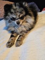 Pommeriaan teefje 1k350 *** belgie ***, België, Particulier, Rabiës (hondsdolheid), Overige rassen