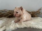 Pomeriaan pups, Dieren en Toebehoren, Honden | Poolhonden, Keeshonden en Oertypen, Keeshond, CDV (hondenziekte), 8 tot 15 weken