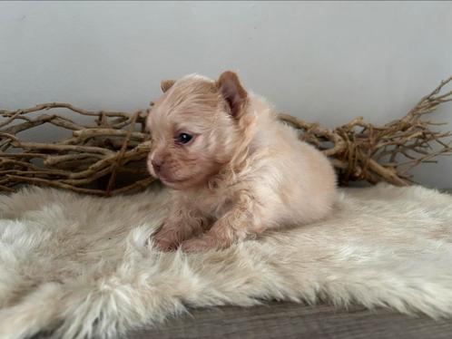 Knappe Pomeriaan pups, Dieren en Toebehoren, Honden | Poolhonden, Keeshonden en Oertypen, Teef, Keeshond, Particulier, Meerdere