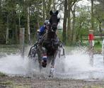 Super menpony, Dieren en Toebehoren, Pony's, Gechipt, Ruin, 11 jaar of ouder, Tuigpony