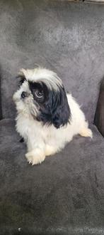 Shih tzu, Dieren en Toebehoren, 15 weken tot 1 jaar, CDV (hondenziekte), Meerdere, Nederland