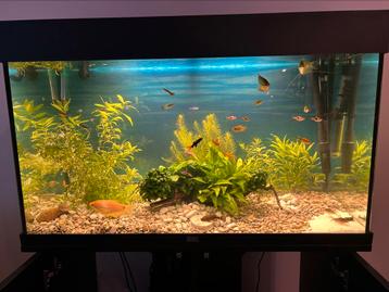 aquariumvissen beschikbaar voor biedingen